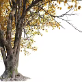 Autumn Trees With Yellow And Green Foliage In Row Tall Trunks And Lush Branches