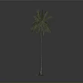 Tall Palm Tree With Green Leaves Standing On Square Base Against Gray Background