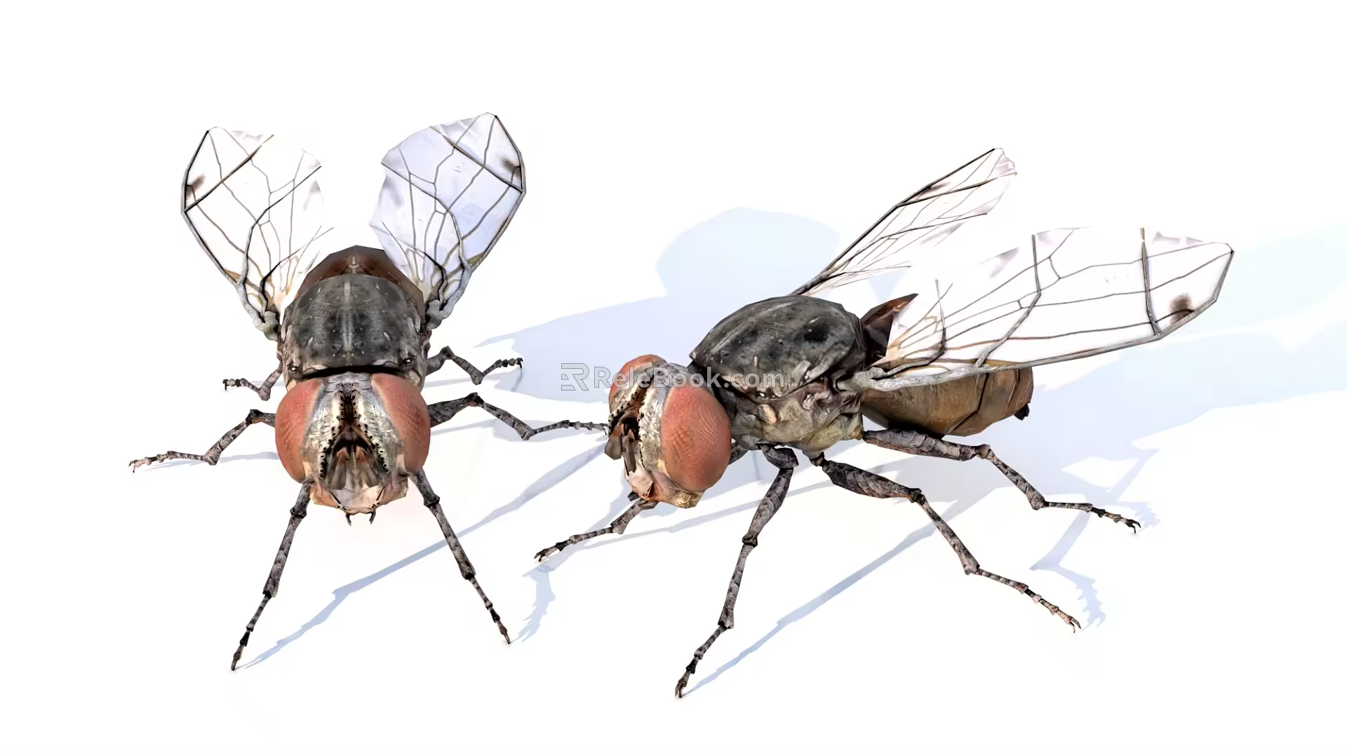 flying animals 3d model