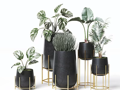 Elegant Potted Plants with Black Pots Gold Stands and Monstera Palm Leaves 3d model