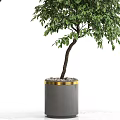 Potted Bonsai Tree With Lush Green Leaves And Gold Rim Decorative Ceramic Pot