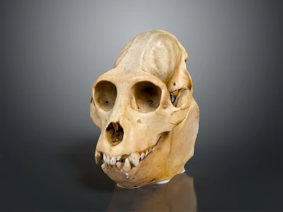 Primate Skull With Yellowish Hue Visible Eye Sockets Nostrils And Teeth On Dark Reflective Background 3d model