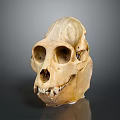 Primate Skull With Yellowish Hue Visible Eye Sockets Nostrils And Teeth On Dark Reflective Background