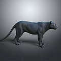 Black Panther 3D Model Standing in Gray Background with Realistic Features 3d model