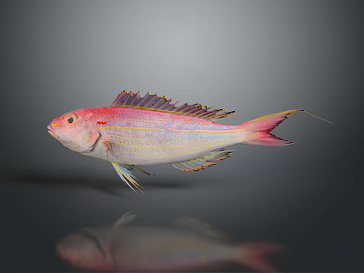 Vibrant Pink Fish with Yellow Stripes and Colorful Fins Displaying Reflection on Gray Background 3d model