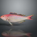 Vibrant Pink Fish with Yellow Stripes and Colorful Fins Displaying Reflection on Gray Background
