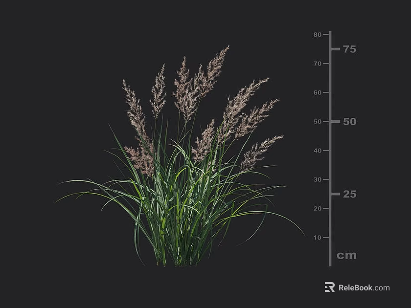 Green Herbaceous Plant With Purple Spike Inflorescences And 75 Cm Height 3d model 