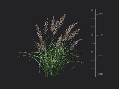 Green Herbaceous Plant With Purple Spike Inflorescences And 75 Cm Height 3d model