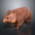 Brown Fluffy Wombat Standing On Dark Background With Realistic Texture 3d model