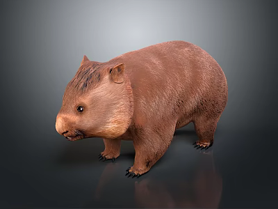 Brown Fluffy Wombat Standing On Dark Background With Realistic Texture 3d model
