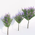 Three Decorative Arbor Trees With Purple Flowers Green Leaves And Shadows On White Background