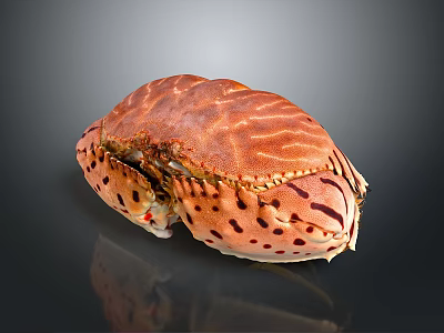 Fresh Brown Striped Spotted Crab Close Up View On Black Background 3d model