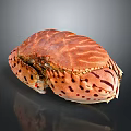 Fresh Brown Striped Spotted Crab Close Up View On Black Background 3d model