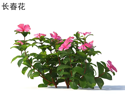 Vibrant Periwinkle Plant With Pink Flowers And Lush Green Leaves 3d model