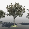 Arbor Trees With Lush Green Foliage Strong Trunks And Natural Shadows In Landscape