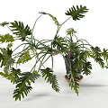 Decorative Bonsai Potted Plant With Feathery Green Leaves In Black Pot