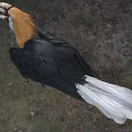 Striking Hornbill With Orange Head Black Body White Tail And Sharp Claws Showing Open Beak