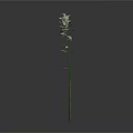 Tall Green Plant with Slender Stem Branches Leaves and Reflection on Gray Background