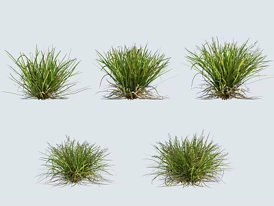 Five Natural Lush Green Grass Clumps Growing On Gray Background 3d model