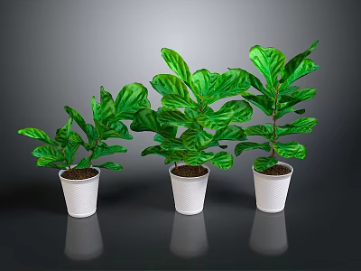 Lush Green Plants in White Pots Arranged on Black Background 3d model
