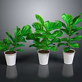 Lush Green Plants in White Pots Arranged on Black Background