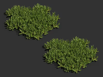 Vibrant Green Bushes With Lush Dense Foliage In Two Clusters 3d model
