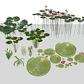 Various Aquatic Plants With Lily Pads Green Leaves And Pink Blooms