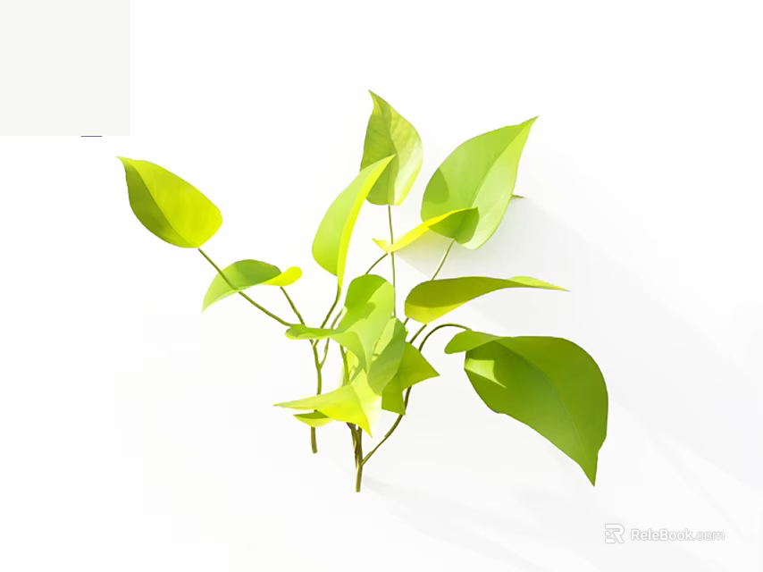 Indoor Green Plants With Large Shiny Leaves On White Background 3d model 