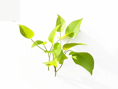 Indoor Green Plants With Large Shiny Leaves On White Background 3d model