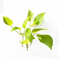 Indoor Green Plants With Large Shiny Leaves On White Background