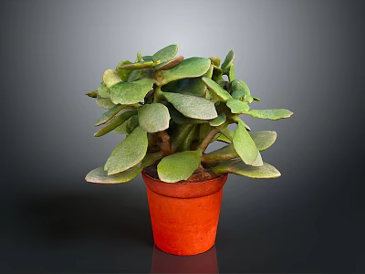 Succulent Plant With Green Leaves In Orange Pot On Grey Background 3d model