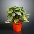 Succulent Plant With Green Leaves In Orange Pot On Grey Background