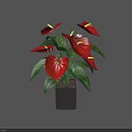 Beautiful Potted Plant With Red Flowers Green Leaves And Black Square Pot