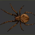Brown Spider With Large Body And Textured Legs On Gray Gradient Background