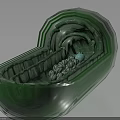 Oval Shaped Green Decorative Art Piece with Blue Spheres and White Particles Inside