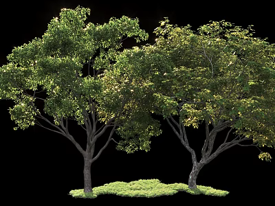 Tall Arbor Trees With Lush Green Foliage And Strong Trunks On Grass Base 3d model