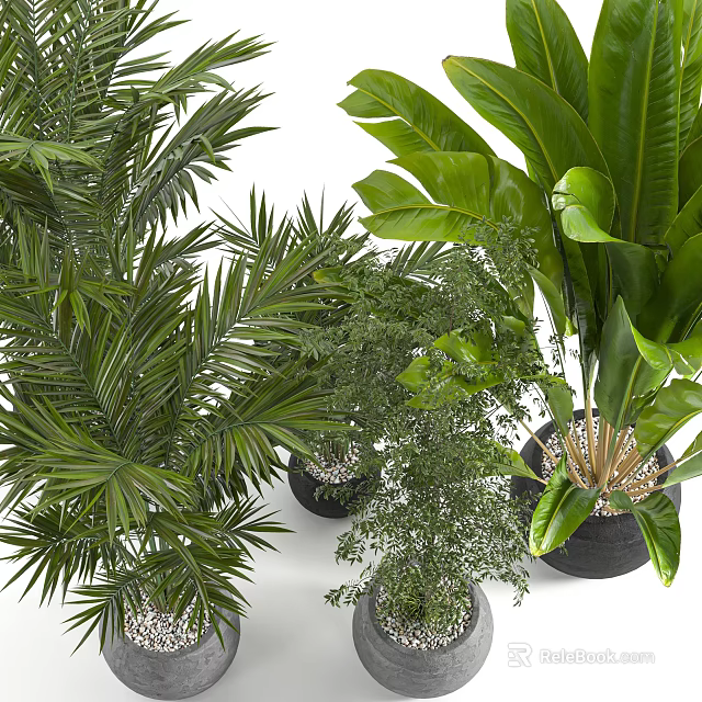 Green Potted Plants With Various Leaf Types Including Palm And Broad Leaves In Black Pots 3d model 