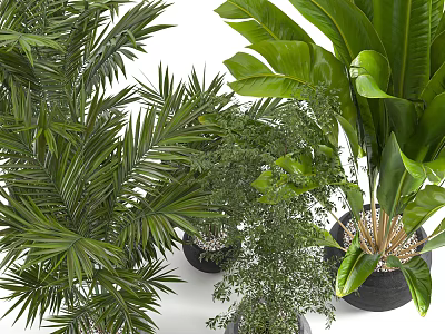 Green Potted Plants With Various Leaf Types Including Palm And Broad Leaves In Black Pots 3d model