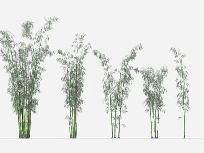 Graceful Green Bamboo Plants With Tall Stalks And Lush Foliage In Garden 3d model