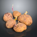 Organic Multiple Sprouting Potatoes With Fresh Sprouts And Natural Brown Skin