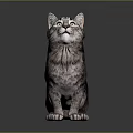 Realistic Gray Black Tabby Cat Sitting And Looking Up On Dark Background