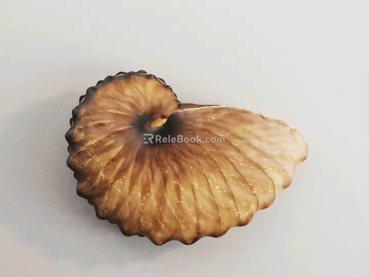 Modern conch fossil shell fossil 3d model
