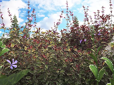 Shrubs With Variegated Leaves And Purple Flowers Under Blue Sky With White Clouds 3d model