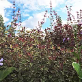 Shrubs With Variegated Leaves And Purple Flowers Under Blue Sky With White Clouds