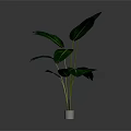 Tropical Banana Leaf Plant With Large Green Leaves In White Pot For Indoor Decoration