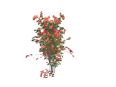 Lush Climbing Vine Plant With Red Flowers And Green Leaves For Garden Decor 3d model