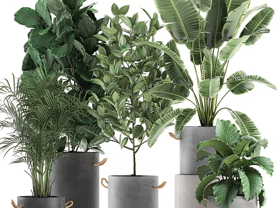 Bonsai Potted Plants With Various Green Foliage And Gray Handle Pots Arrangement 3d model