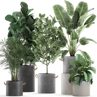 Bonsai Potted Plants With Various Green Foliage And Gray Handle Pots Arrangement 3d model