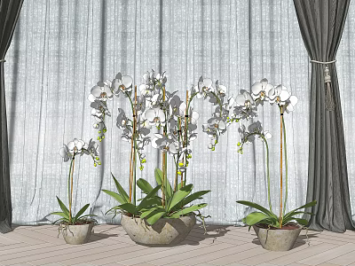 Bonsai Orchid Potted Plants With Large Small Pots On Wooden Floor And Gray Curtains Background 3d model