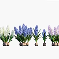 Blooming White Blue And Purple Hyacinth Flowers With Green Stems And Clay Pots